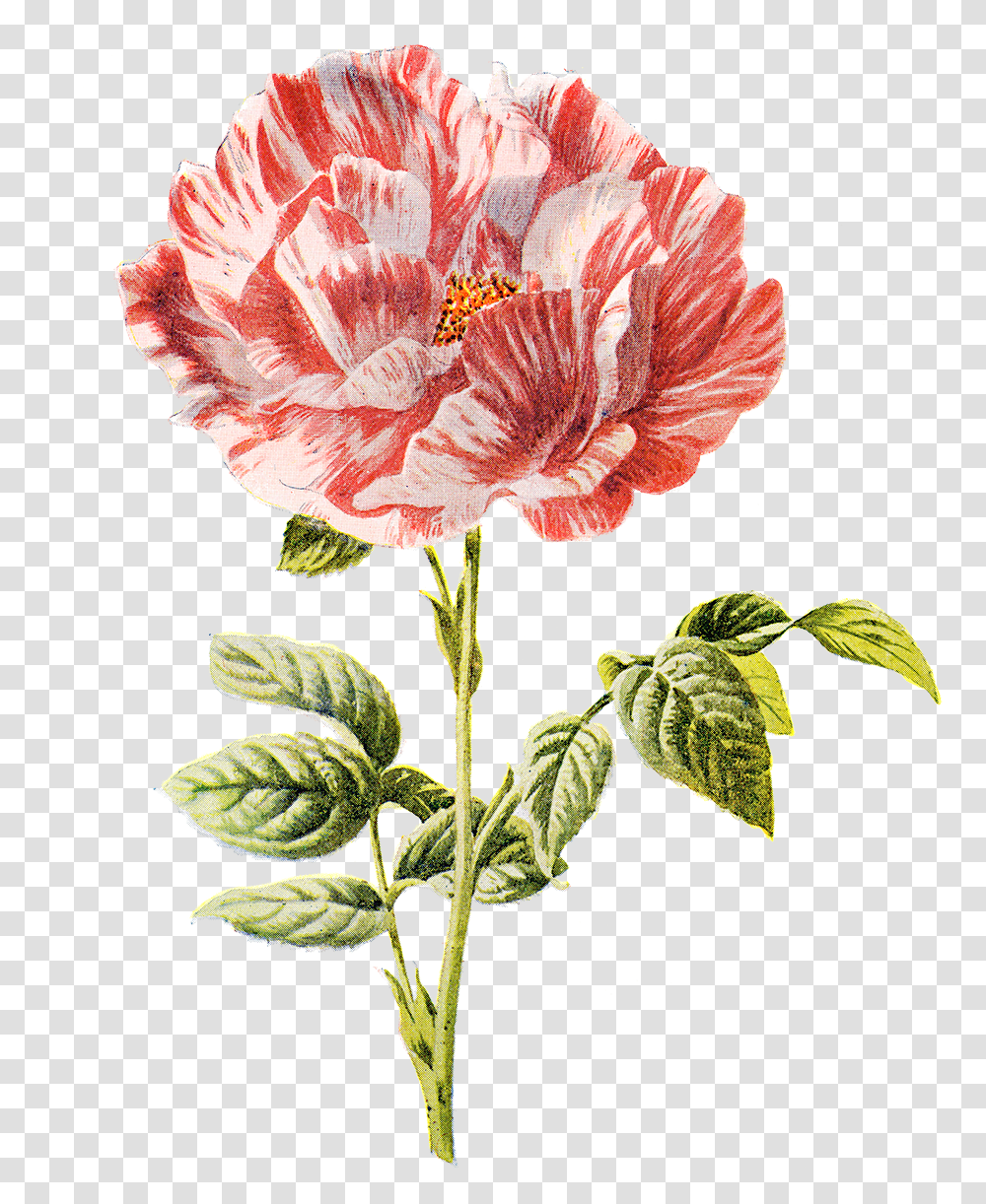 Vintage Botanical Illustrations, Plant, Flower, Blossom, Hibiscus Transparent Png