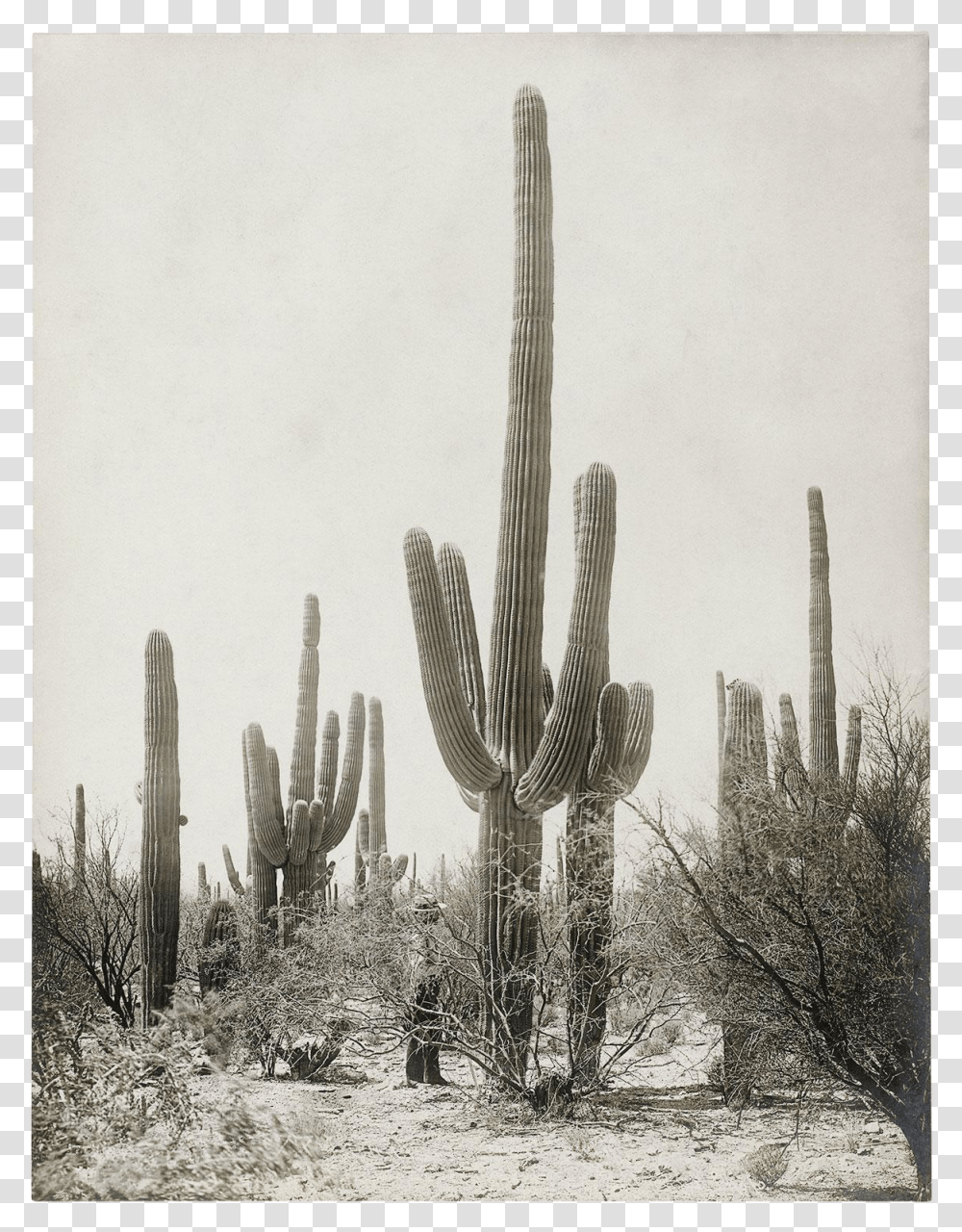 Vintage Cactus, Plant, Outdoors, Nature, Snow Transparent Png