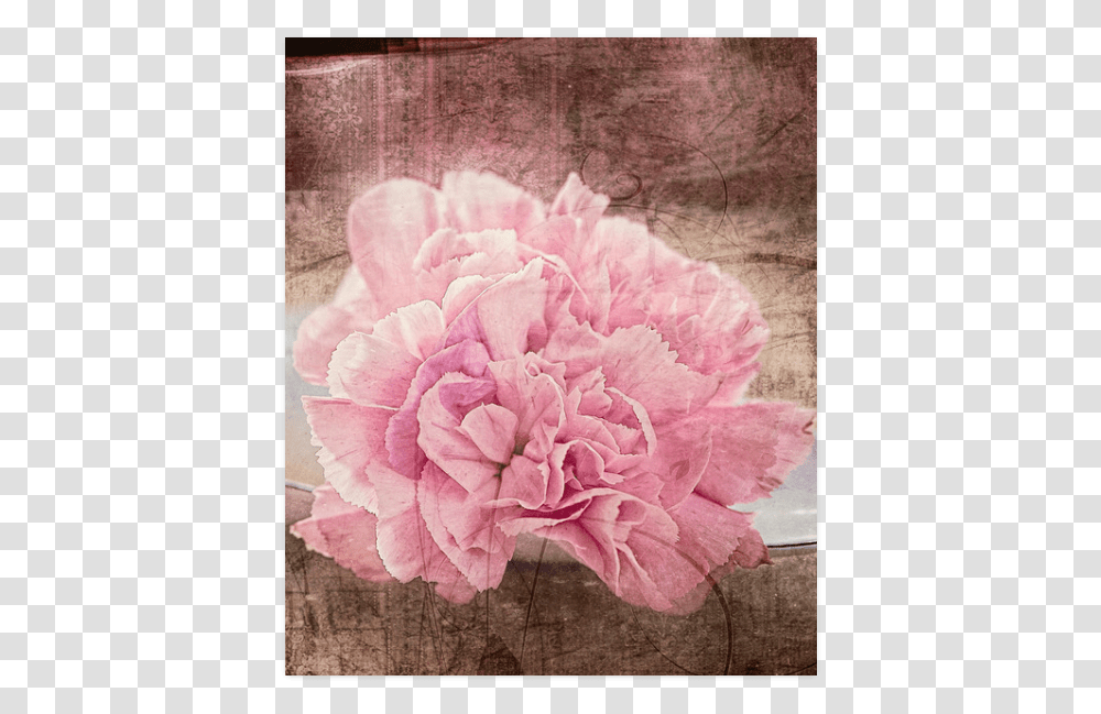 Vintage Carnations On A Spoon Poster 20 X24 Common Peony, Plant, Flower, Blossom, Rose Transparent Png