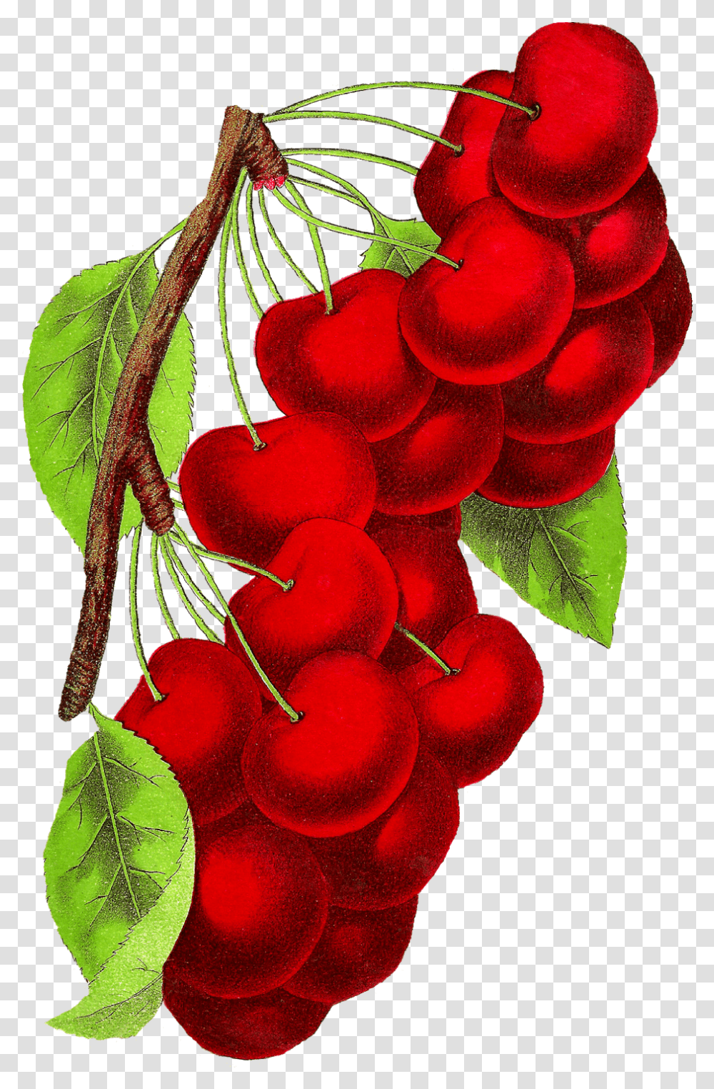 Vintage Cherry Art, Plant, Fruit, Food, Flower Transparent Png