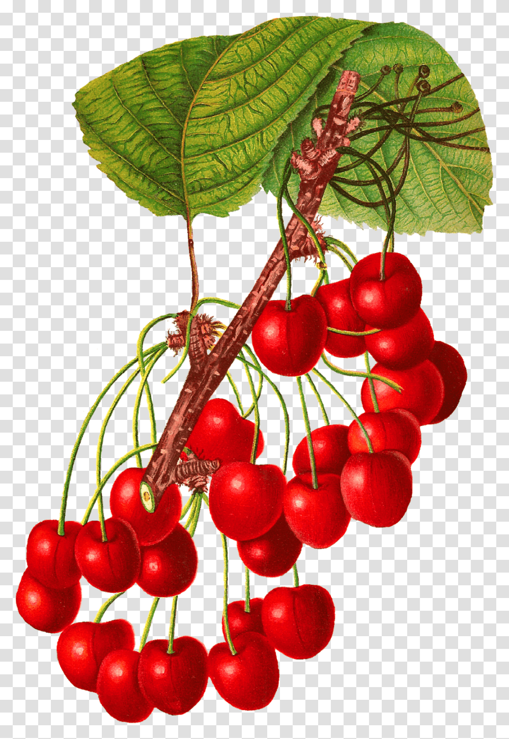 Vintage Cherry, Plant, Fruit, Food Transparent Png