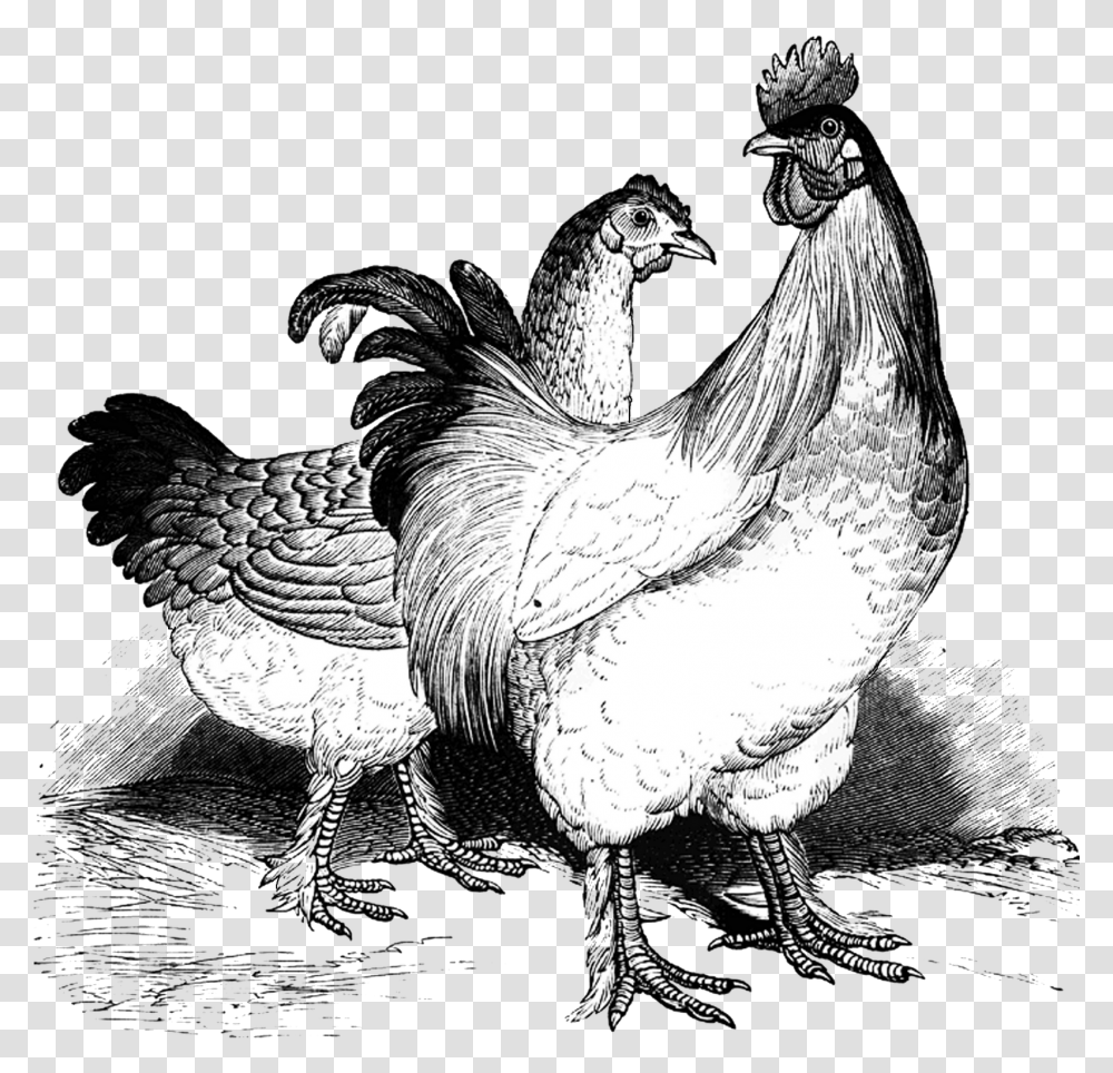 Vintage Chicken Clip Art, Poultry, Fowl, Bird, Animal Transparent Png