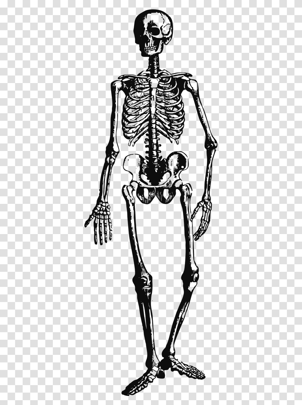 Vintage Clipart Skeleton, Person, Human, Alien Transparent Png