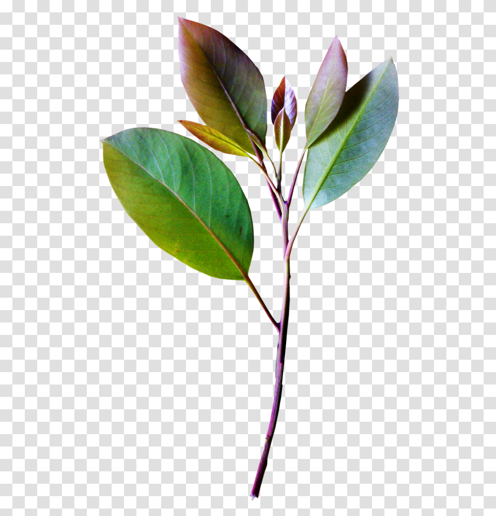 Vintage Collection Plant Leaves Tree Leaves Trees, Leaf, Annonaceae, Flower, Acanthaceae Transparent Png