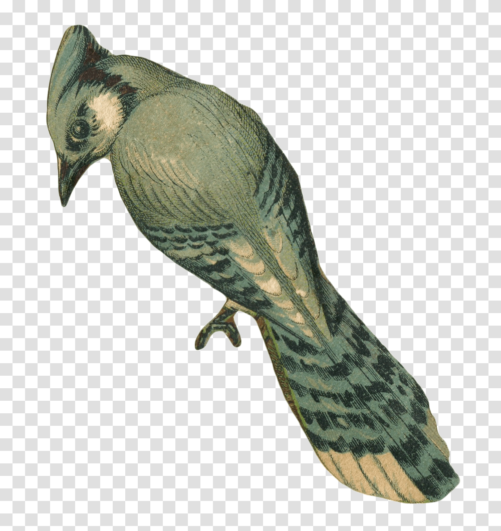 Vintage Faded Blue Jay Bird Art, Animal Transparent Png