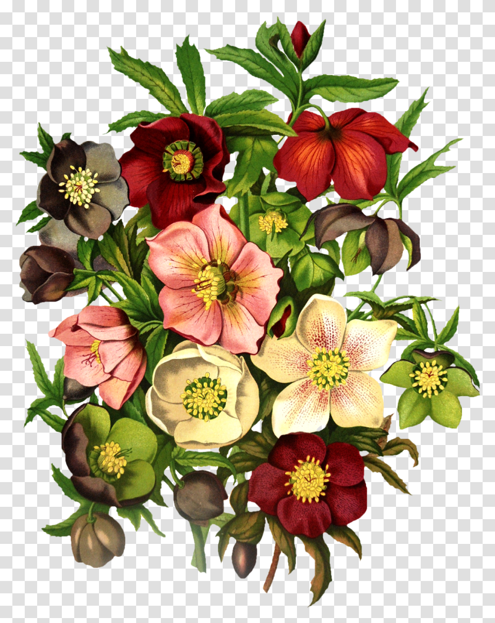 Vintage Floral Black Hellebore Tattoo, Plant, Flower, Blossom, Floral Design Transparent Png