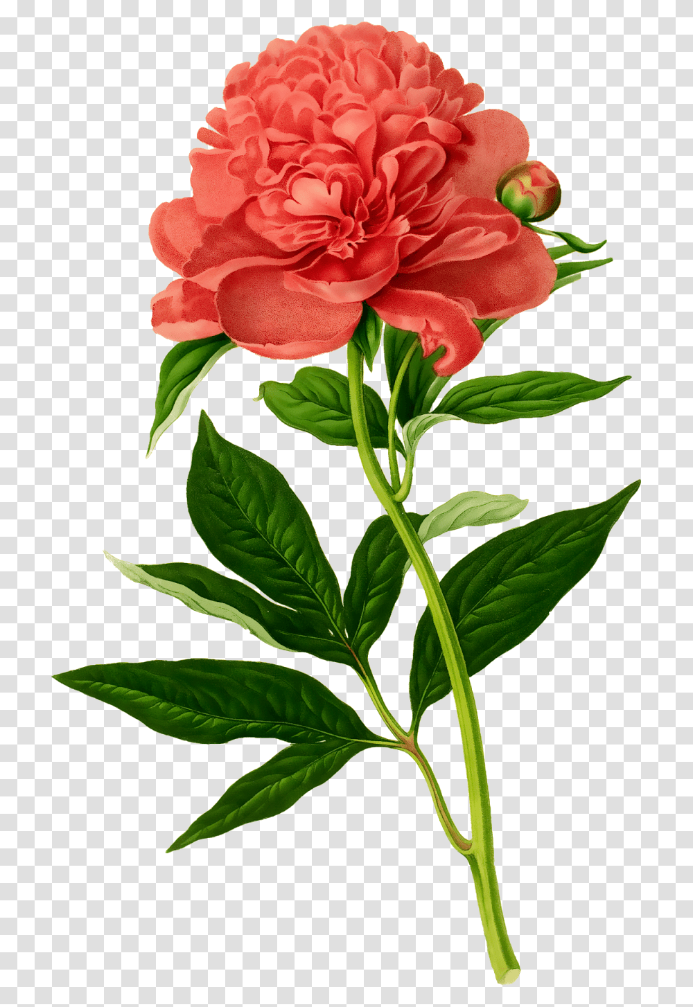 Vintage Floral Botanical Illustration Peonies Drawing, Plant, Flower, Blossom, Rose Transparent Png