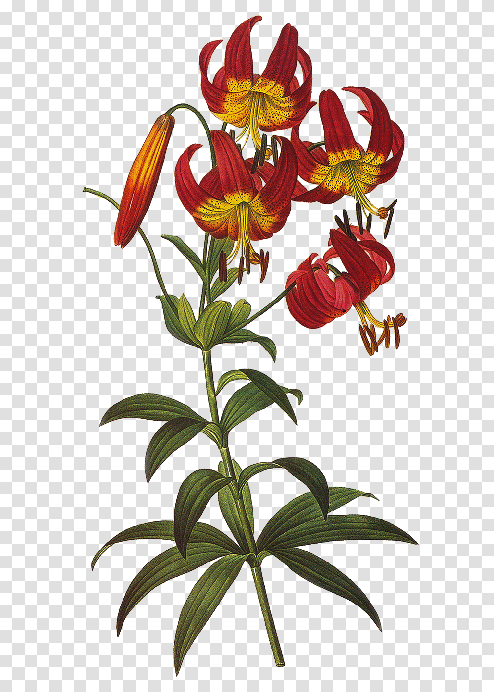 Vintage Floral Tiger Lily Floral Illustration, Plant, Flower, Blossom, Acanthaceae Transparent Png