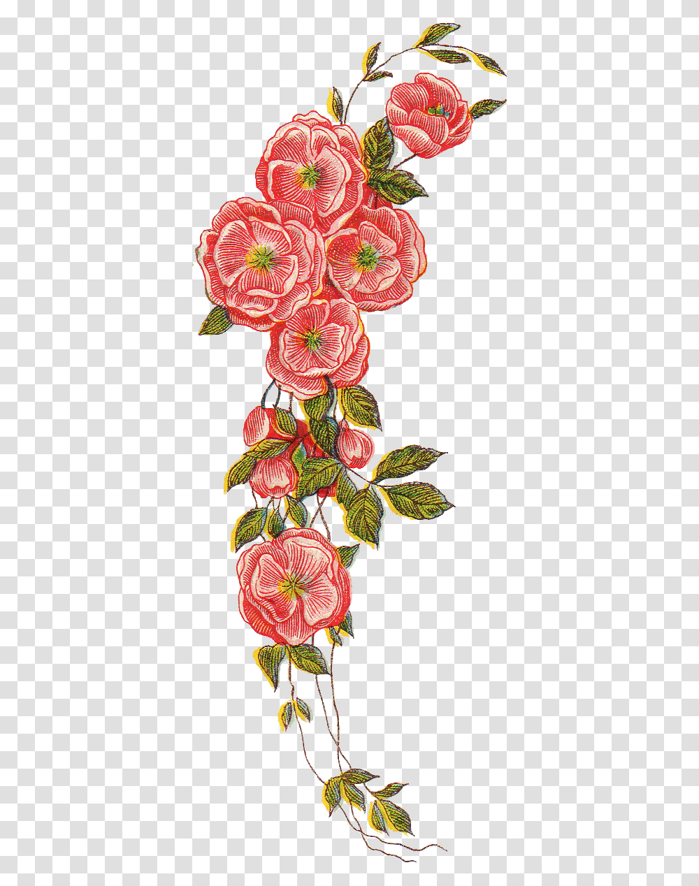 Vintage Floral Vintage Flower Drawing, Plant, Blossom, Geranium, Floral Design Transparent Png