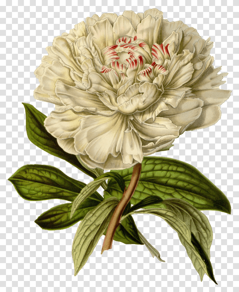 Vintage Floral Vintage Flower Print Free, Plant, Blossom, Carnation, Peony Transparent Png