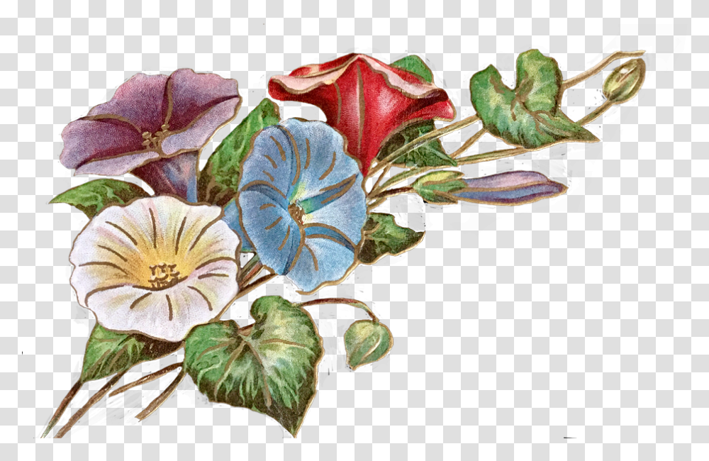 Vintage Flores Morning Glory Morning Glories Anthurium, Plant, Flower, Vase, Jar Transparent Png