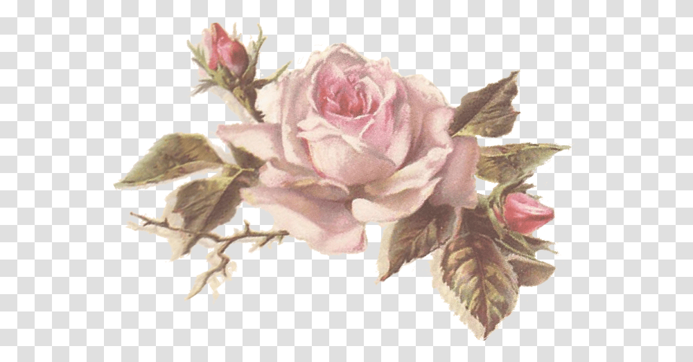 Vintage Flores Rosadas, Plant, Rose, Flower, Blossom Transparent Png