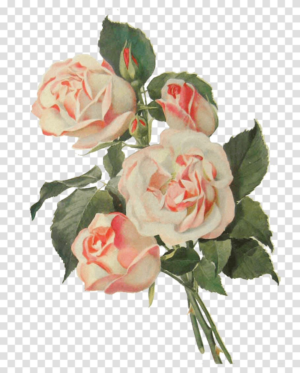 Vintage Flower Art 2 Image Vintage Flower, Plant, Rose, Blossom, Flower Arrangement Transparent Png