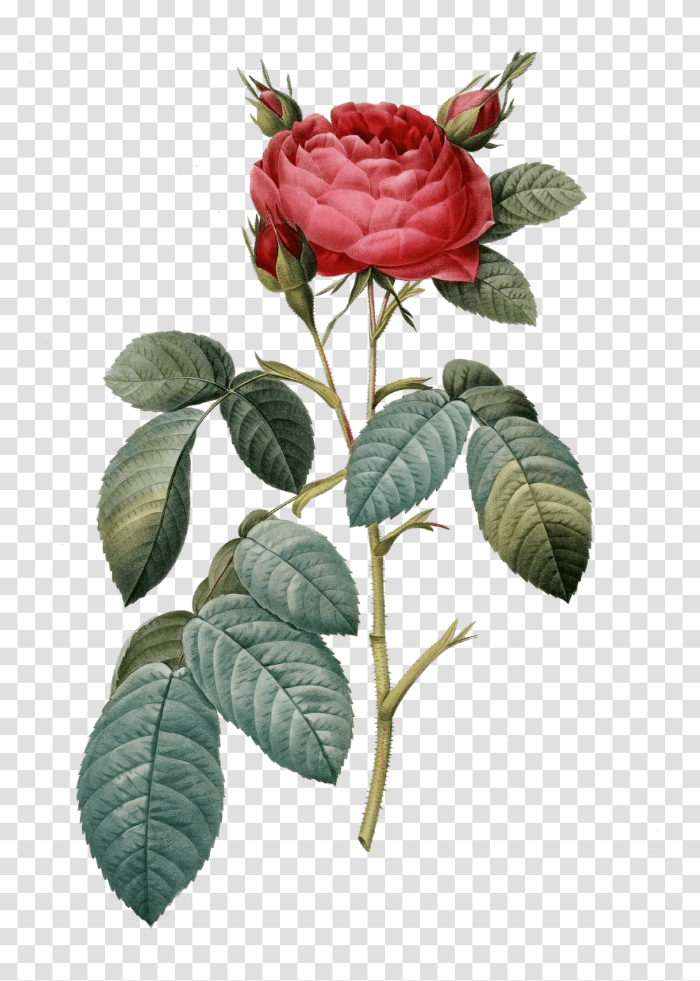 Vintage Flower Art, Plant, Blossom, Acanthaceae, Rose Transparent Png