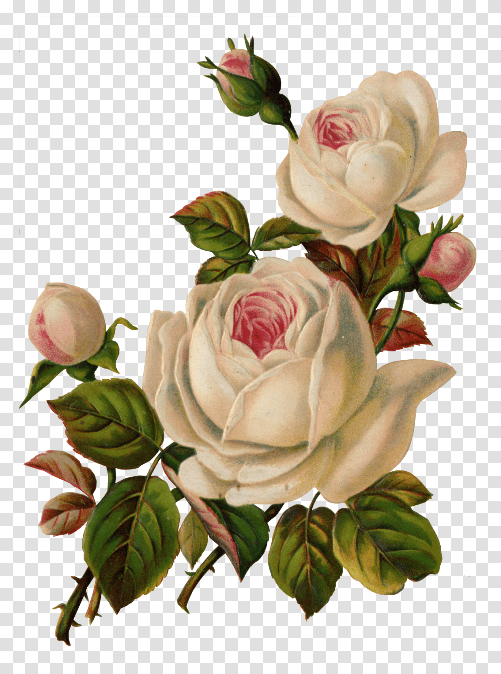 Vintage Flower Art, Rose, Plant, Blossom, Flower Arrangement Transparent Png