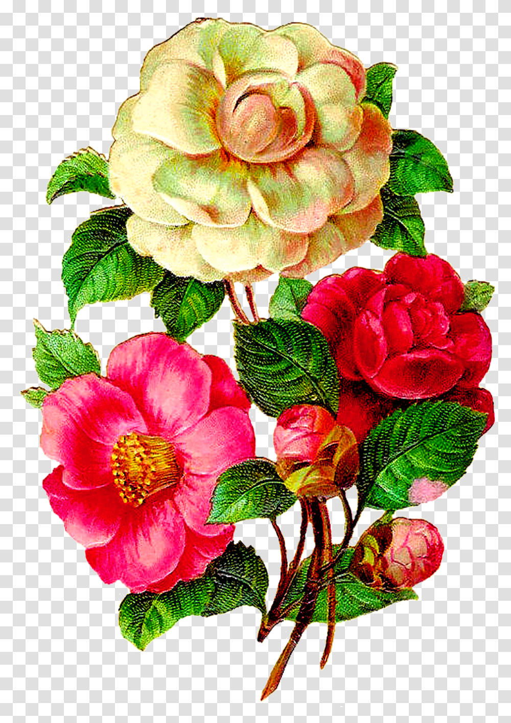 Vintage Flower Bouquet, Plant, Blossom, Flower Arrangement, Geranium Transparent Png