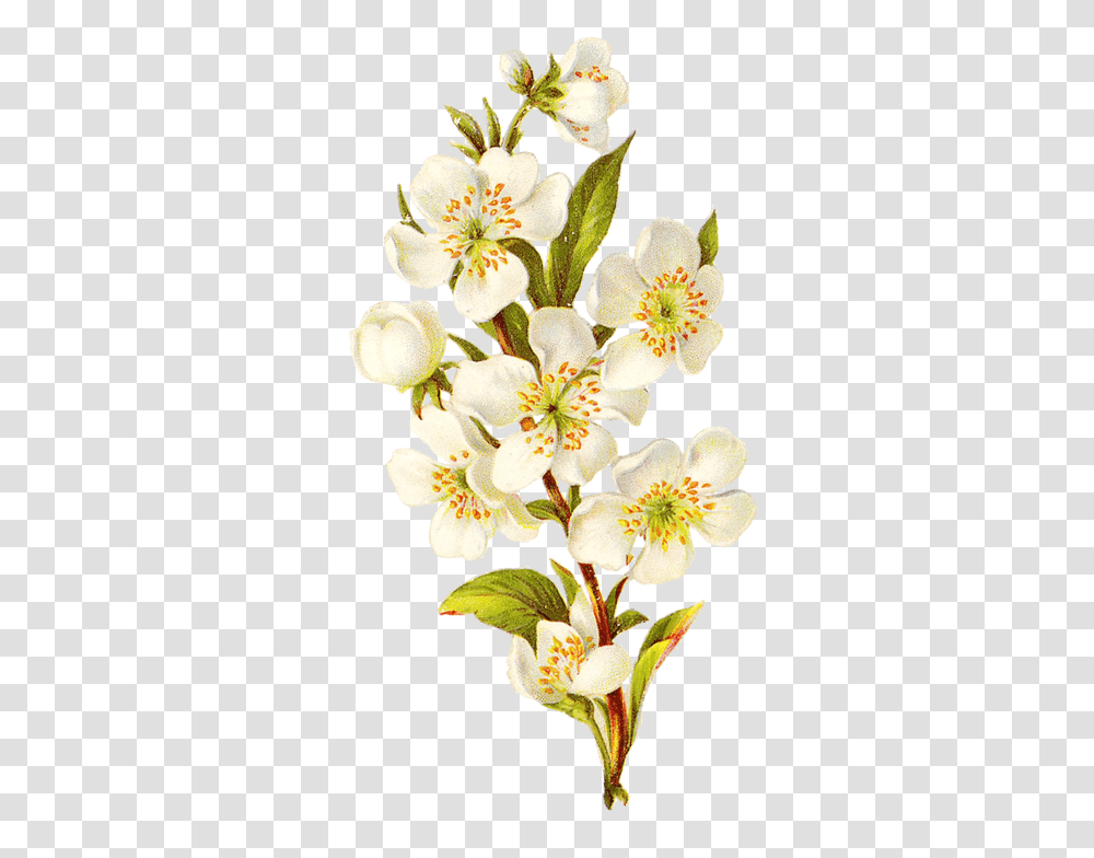 Vintage Flower Clipart Background Free Clip Background Vintage Flower, Plant, Blossom, Pollen, Pineapple Transparent Png