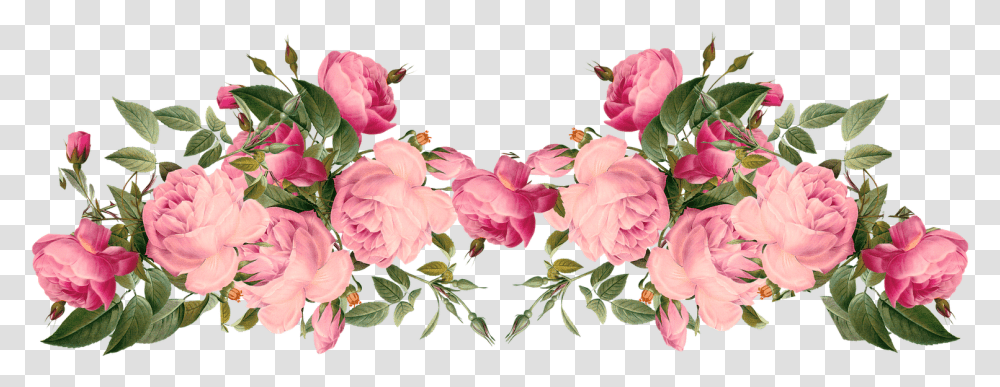 Vintage Flower Clipart Background Free Clip Pink Roses Border, Plant, Blossom, Peony, Geranium Transparent Png