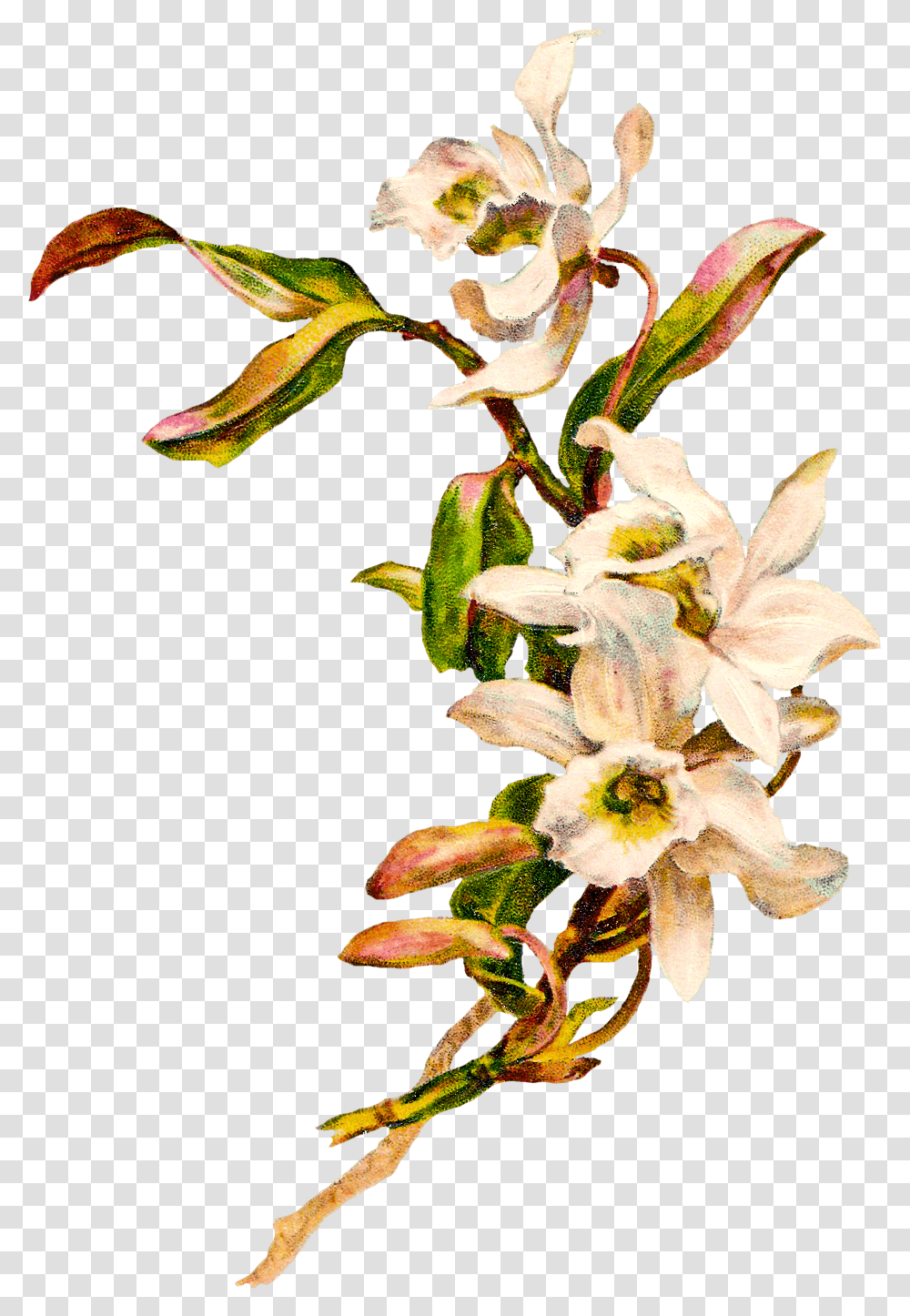 Vintage Flower Clipart Background Vintage Flower, Plant, Blossom, Acanthaceae, Flower Arrangement Transparent Png