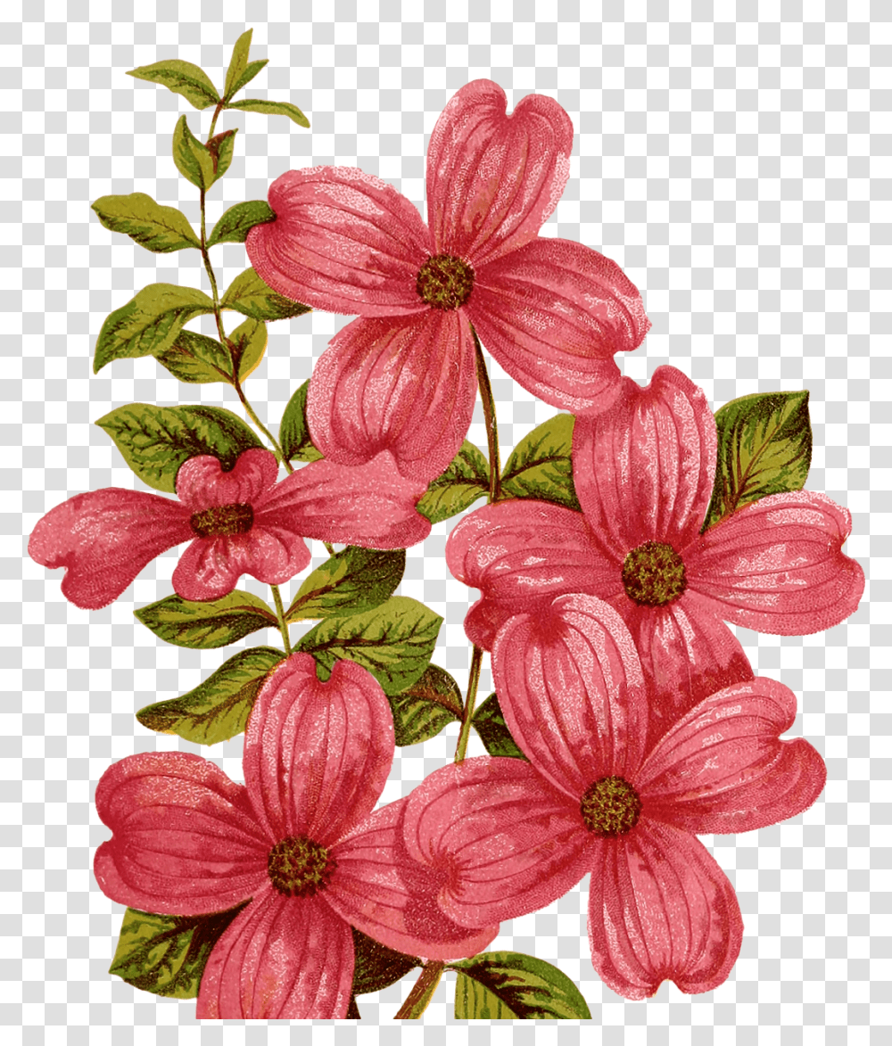 Vintage Flower Dogwood Red Lily Clipart Mountain, Plant, Geranium, Petal, Dahlia Transparent Png
