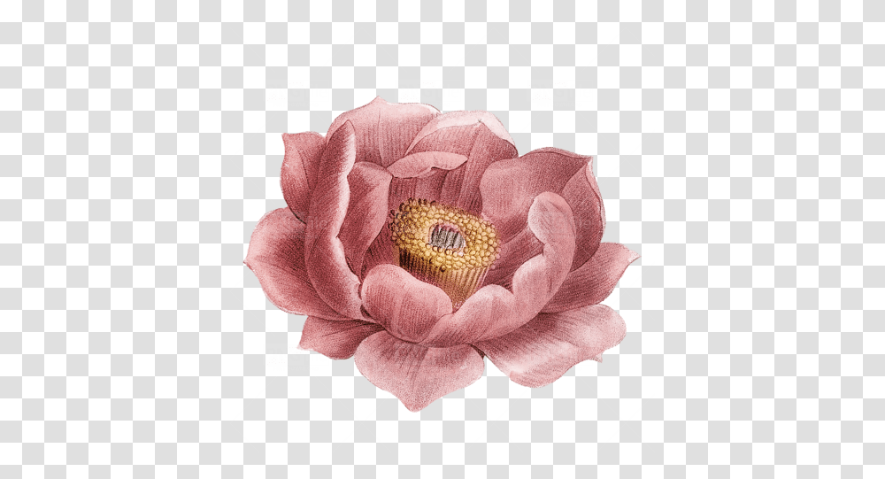 Vintage Flower Free Download Japanese Camellia, Plant, Rose, Blossom, Dahlia Transparent Png