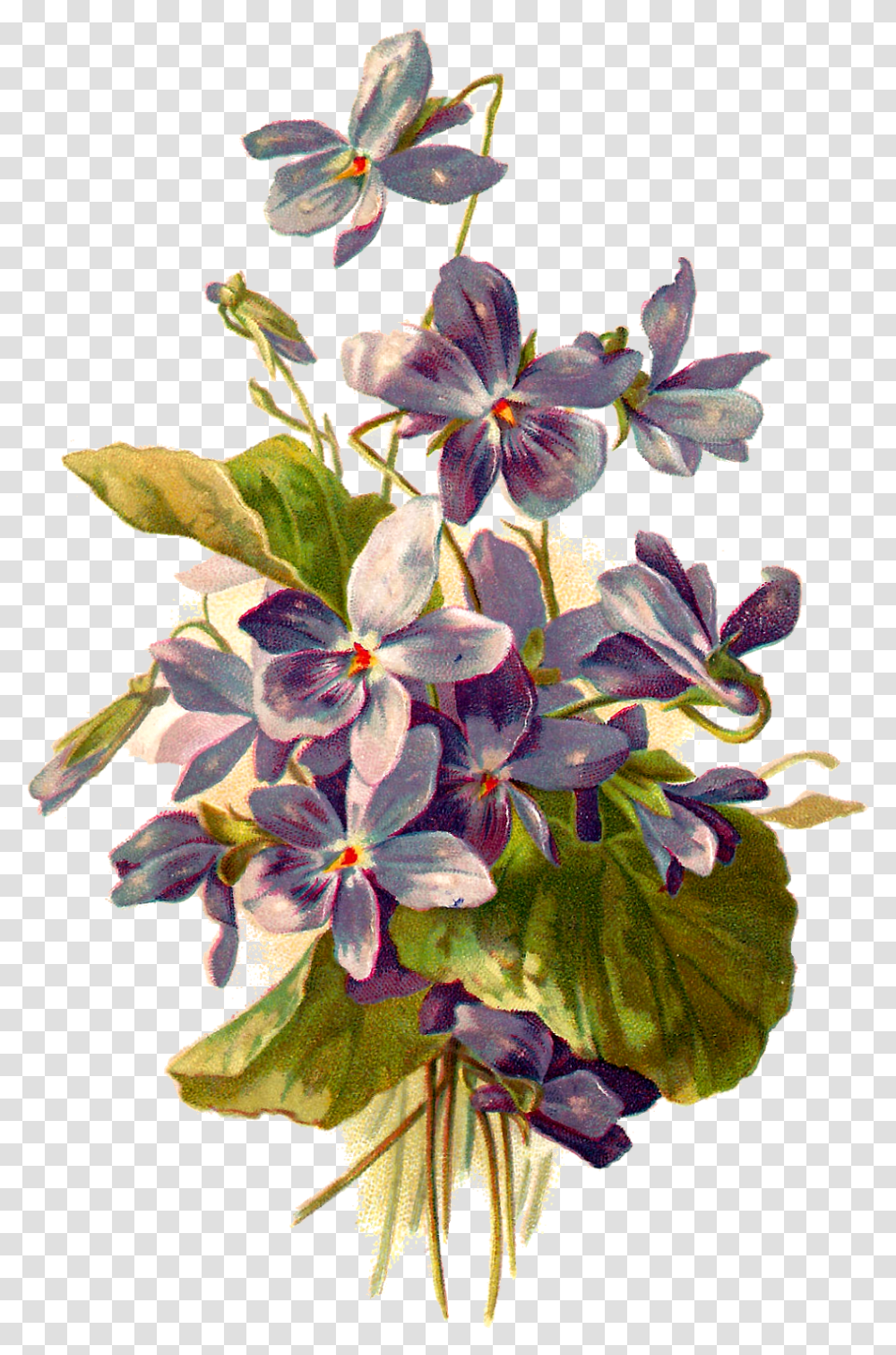 Vintage Flower Illustration Botanical Vintage Illustrations Flowers, Plant, Blossom, Iris, Geranium Transparent Png