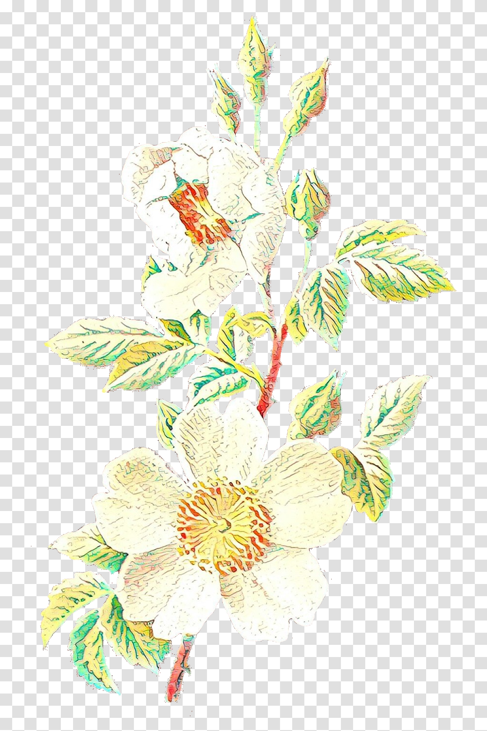 Vintage Flower Illustration Cartoons Evergreen Rose, Plant, Hibiscus, Acanthaceae, Floral Design Transparent Png