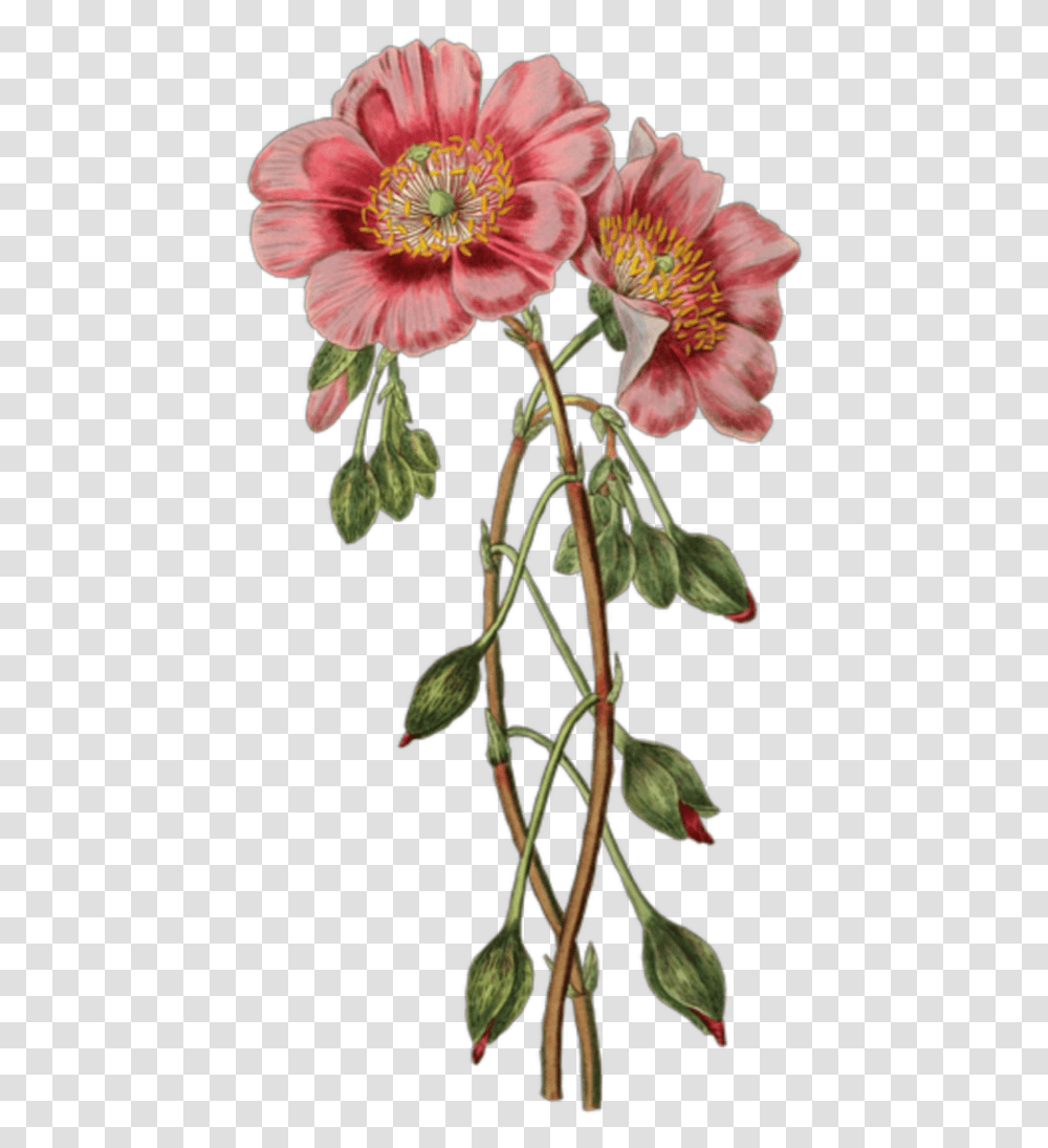 Vintage Flower Illustration, Plant, Acanthaceae, Geranium, Hibiscus Transparent Png