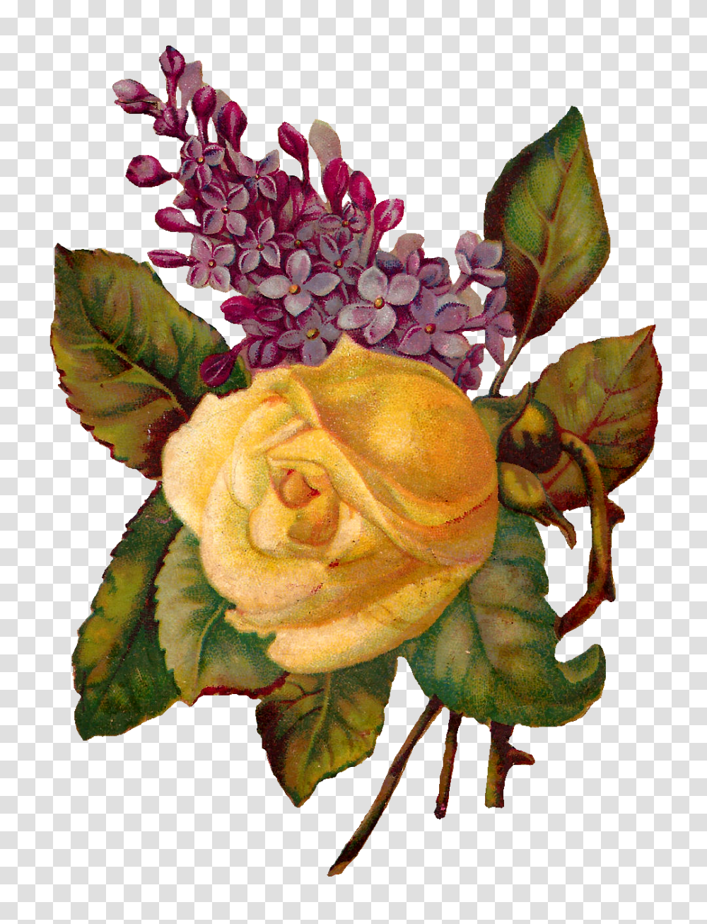 Vintage Flower Illustration Vintage Illustration, Plant, Rose, Blossom, Leaf Transparent Png