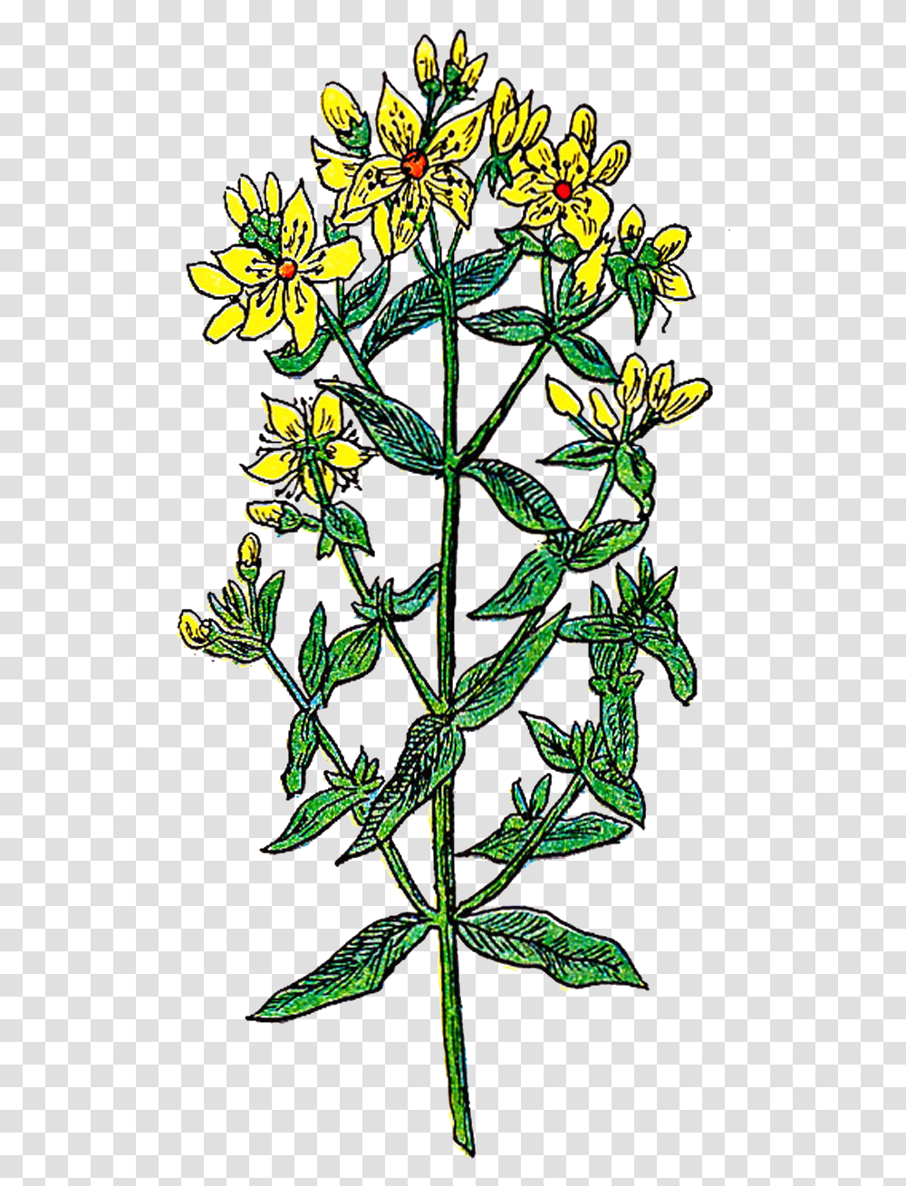Vintage Flower Illustrations Drawing Flower, Apiaceae, Plant, Blossom, Pineapple Transparent Png