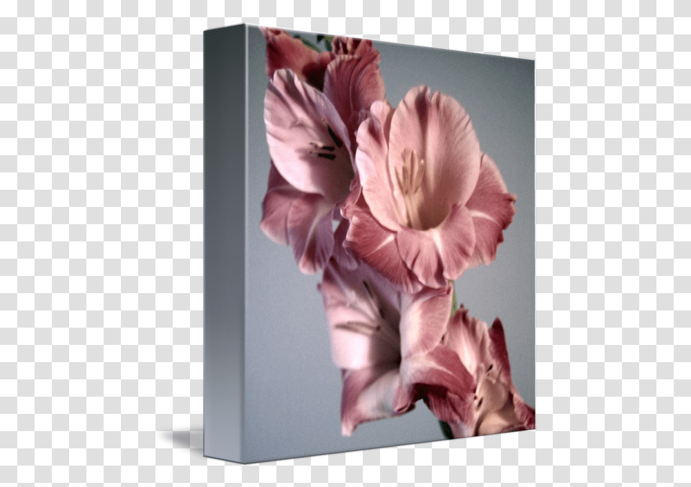 Vintage Flowers By Als Lily, Plant, Blossom, Gladiolus, Person Transparent Png