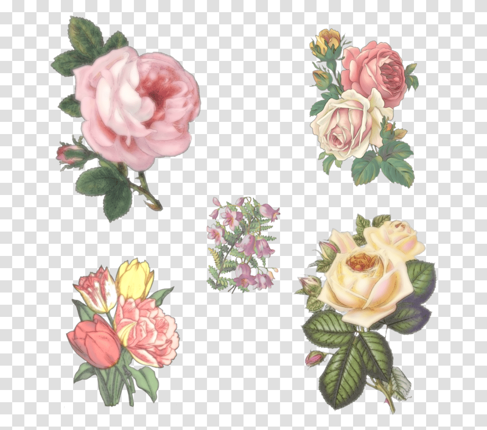 Vintage Flowers By Victorian Lady Vintage Flowers Drawings, Plant, Blossom, Rose, Carnation Transparent Png