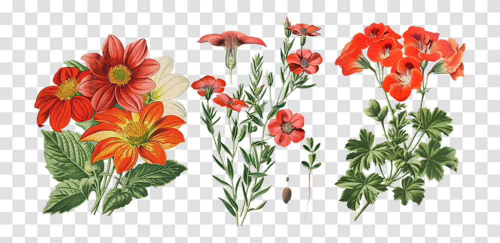 Vintage Flowers Dahlia Cut Free Image On Pixabay Vintage Cut Out Flowers, Plant, Floral Design, Pattern, Graphics Transparent Png