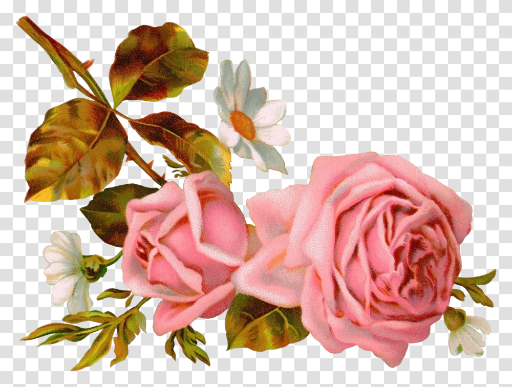 Vintage Flowers Pink Victorian Roses Illustration, Plant, Blossom, Petal, Acanthaceae Transparent Png