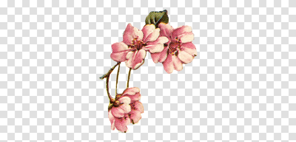 Vintage Frame With Small Bird And Pink Flowers Apple Vintage Apple Blossom, Plant, Geranium, Pollen, Petal Transparent Png