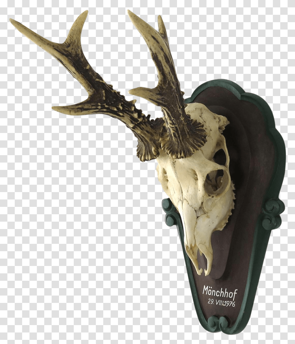 Vintage German Roe Deer Skull Mount Skull, Plant, Antler, Cross Transparent Png