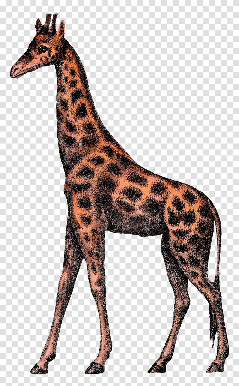Vintage Giraffe, Animal, Mammal, Wildlife, Panther Transparent Png