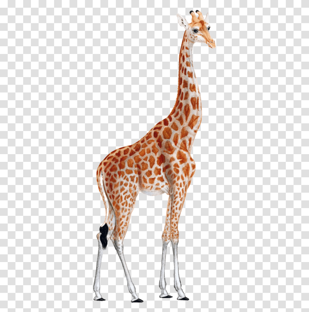 Vintage Giraffe Illustrations, Wildlife, Mammal, Animal Transparent Png