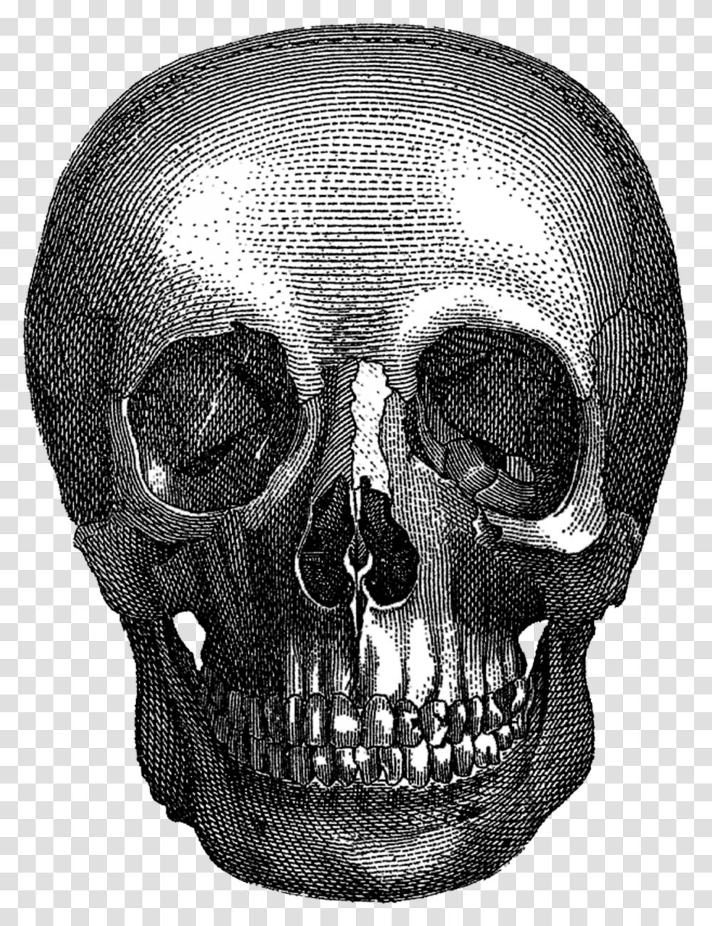 Vintage Halloween Skull Skull Full Size Download, Head, Alien Transparent Png