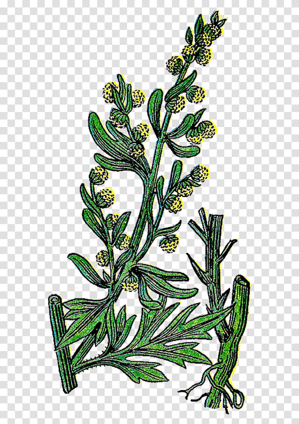Vintage Herb Clipart Wormwood Tree Illustration, Potted Plant, Vase, Jar, Pottery Transparent Png