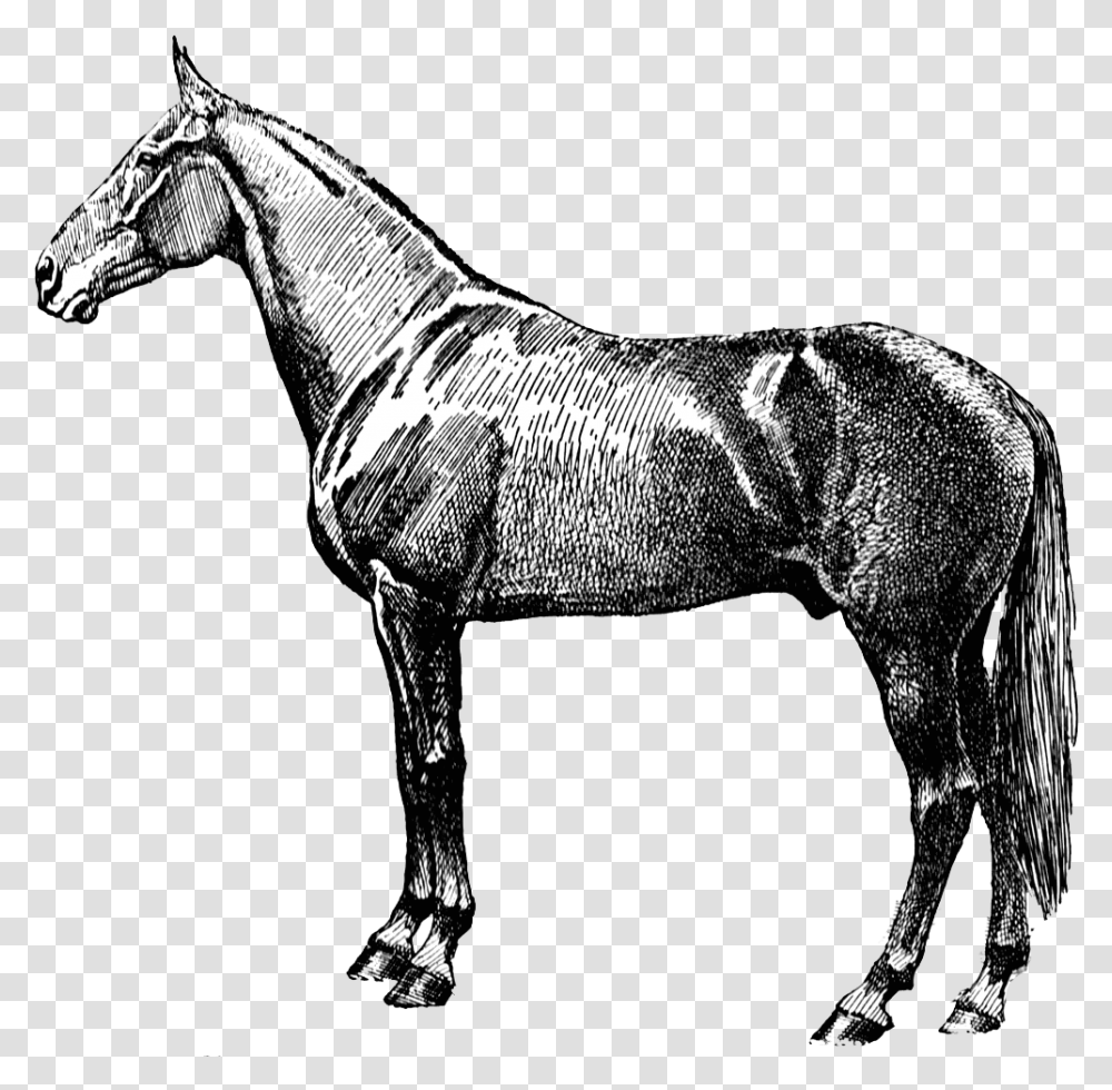 Vintage Horse Silhouette Vintage Horse Clip Art, Mammal, Animal, Colt Horse, Andalusian Horse Transparent Png