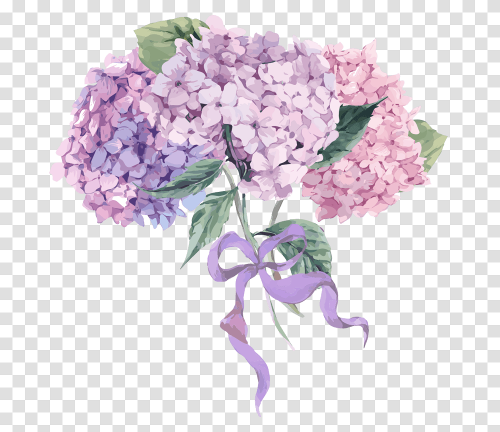 Vintage Hydrangea Illustration, Plant, Flower, Blossom, Lilac Transparent Png