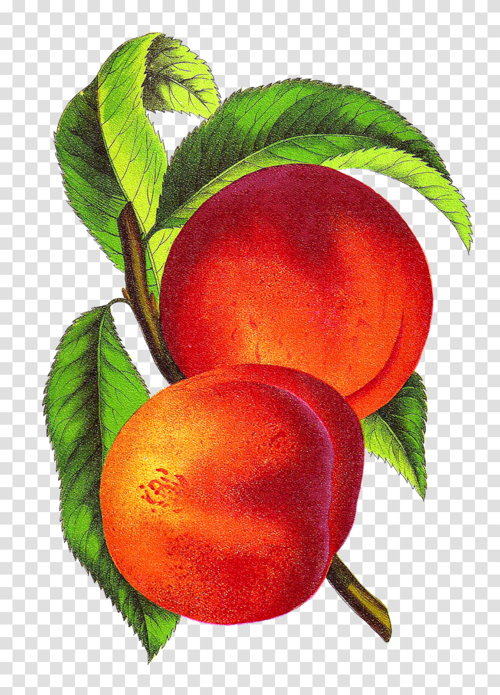 Vintage Illustration Alberta From Vintage Peach Clipart, Plant, Fruit, Food, Produce Transparent Png