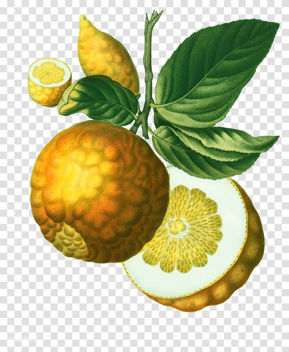 Vintage Lemon Citrus Adam's Apple, Citrus Fruit, Plant, Food, Grapefruit Transparent Png