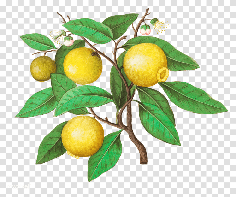 Vintage Lemon Vintage Lemon Fruit Illustration, Plant, Leaf, Citrus Fruit, Food Transparent Png