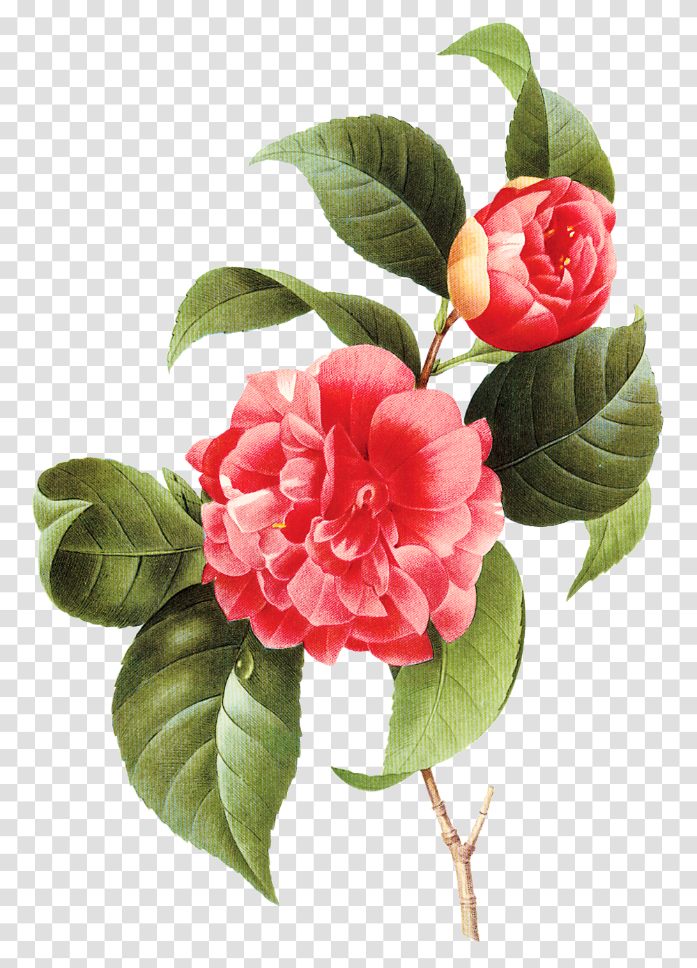 Vintage Little Vector Flower Transparente Imagens Camellia Poster, Plant, Blossom, Peony, Carnation Transparent Png