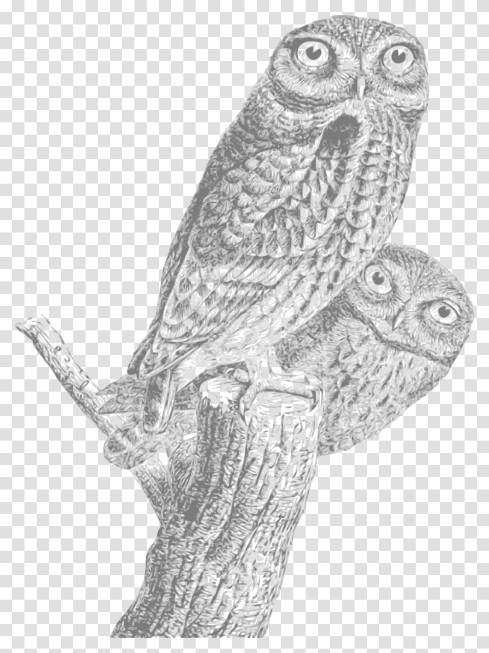 Vintage Owl Sketch Regular Expression O Reilly Book, Animal, Bird, Plant, Pottery Transparent Png