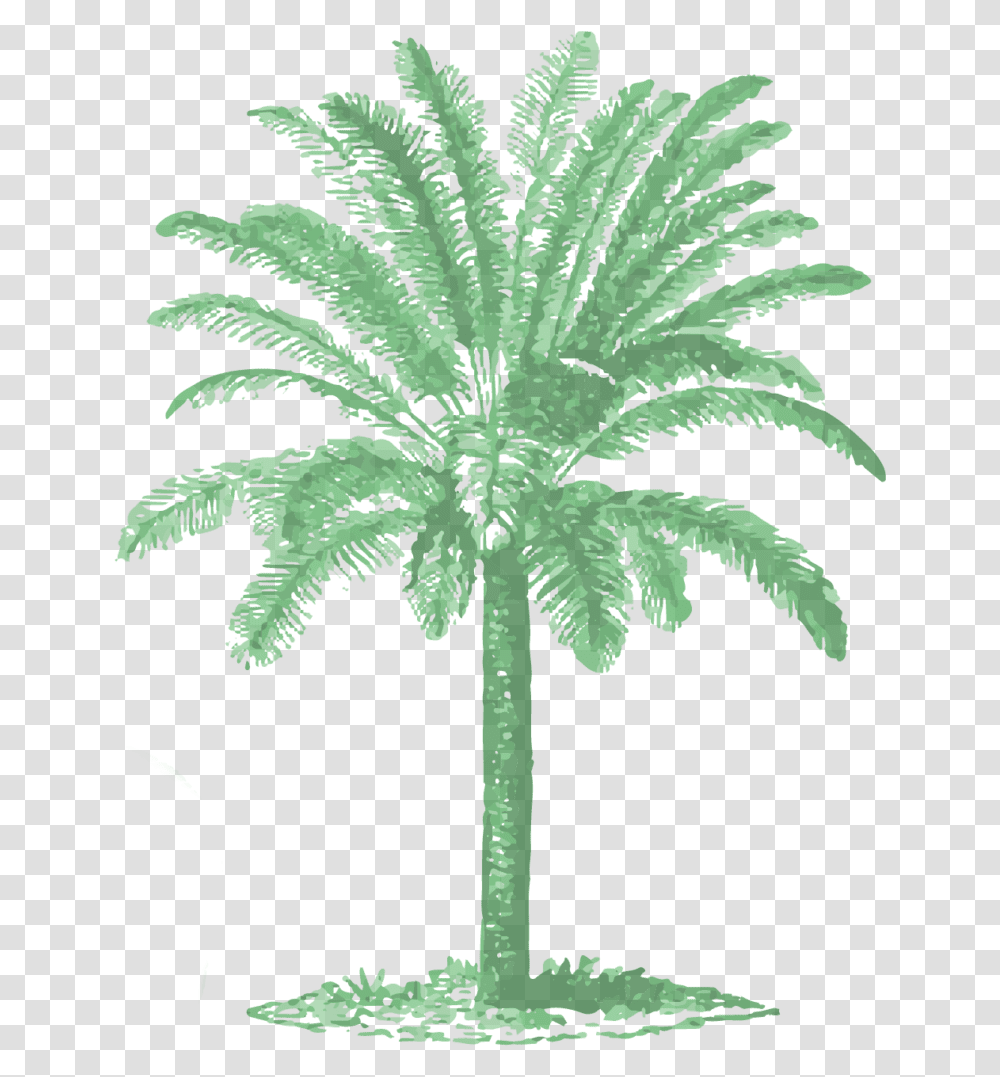 Vintage Palm Tree Illustrations, Plant, Arecaceae, Fern, Hemp Transparent Png