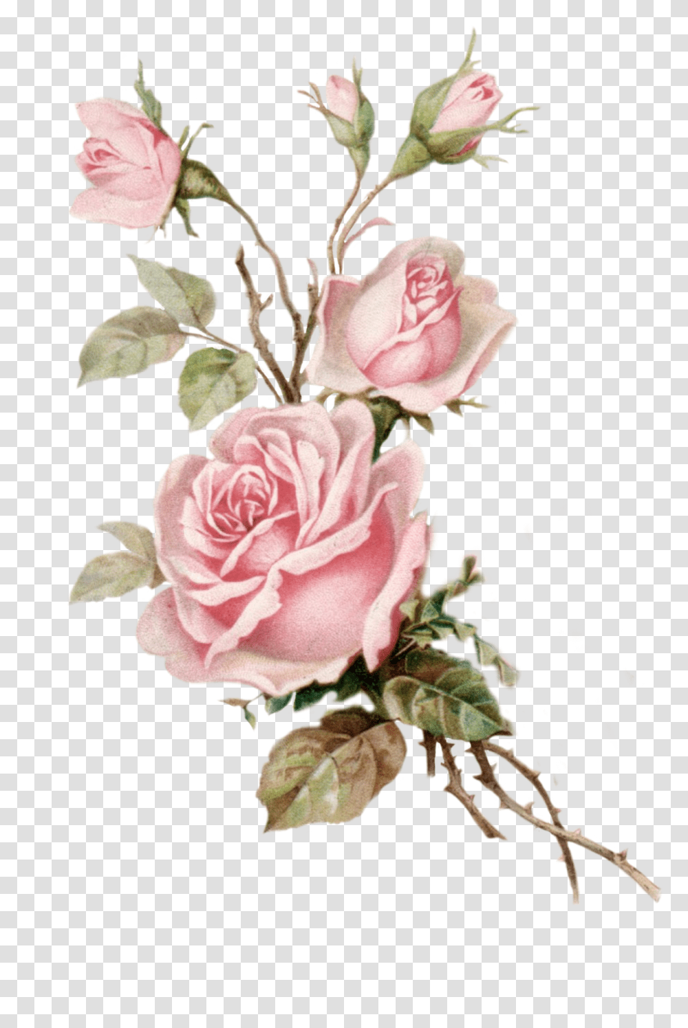 Vintage Pink Roses, Plant, Flower, Blossom, Flower Arrangement Transparent Png