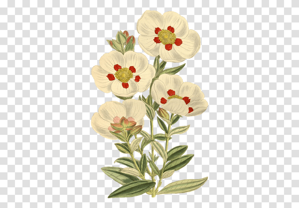 Vintage Plant Sticker, Flower, Floral Design, Pattern Transparent Png